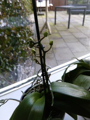 Eindelijk orchidee overgehouden (1)